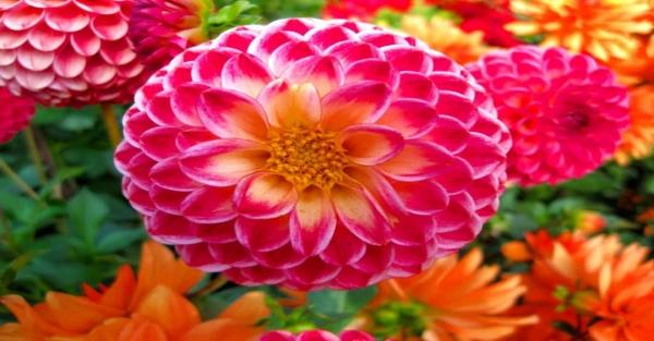 Khám phá tên tiếng Anh hoa cẩm tú cầu và vẻ đẹp cuốn hút của Hydrangea